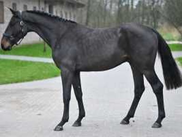 Belgian Warmblood Stallion 3 years 16 hh Bay-Dark in Sint-Niklaas