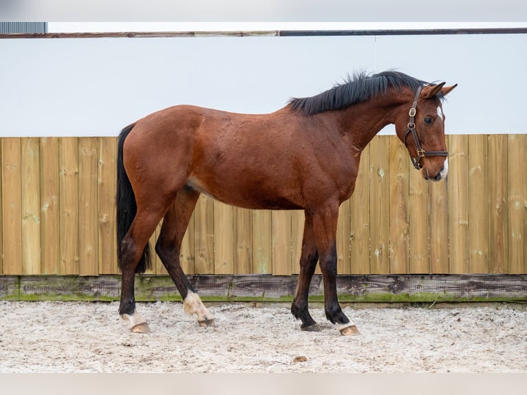 Belgian Warmblood Stallion 3 years 16 hh Brown in Bocholt