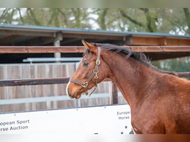 Belgian Warmblood Stallion 3 years 16 hh Brown in Bocholt