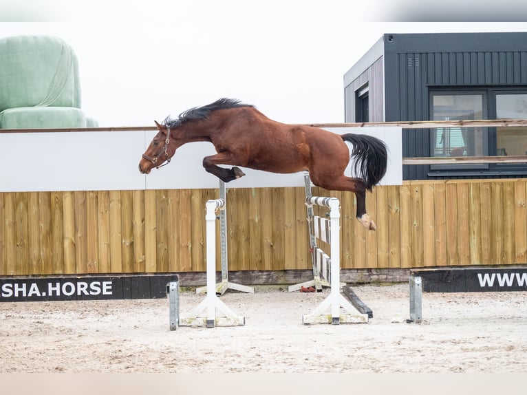 Belgian Warmblood Stallion 3 years 16 hh Brown in Bocholt