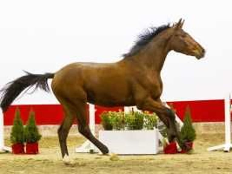 Belgian Warmblood Stallion 3 years 16 hh Brown in Waddinxveen