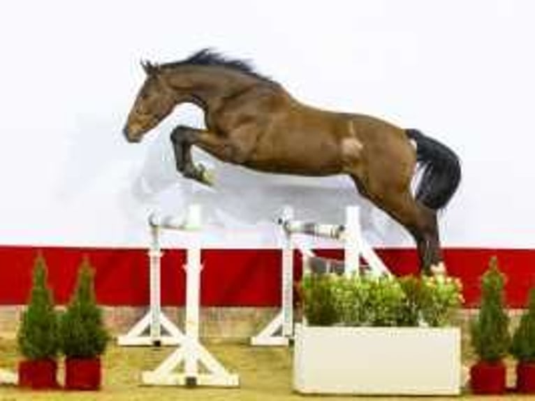 Belgian Warmblood Stallion 3 years 16 hh Brown in Waddinxveen