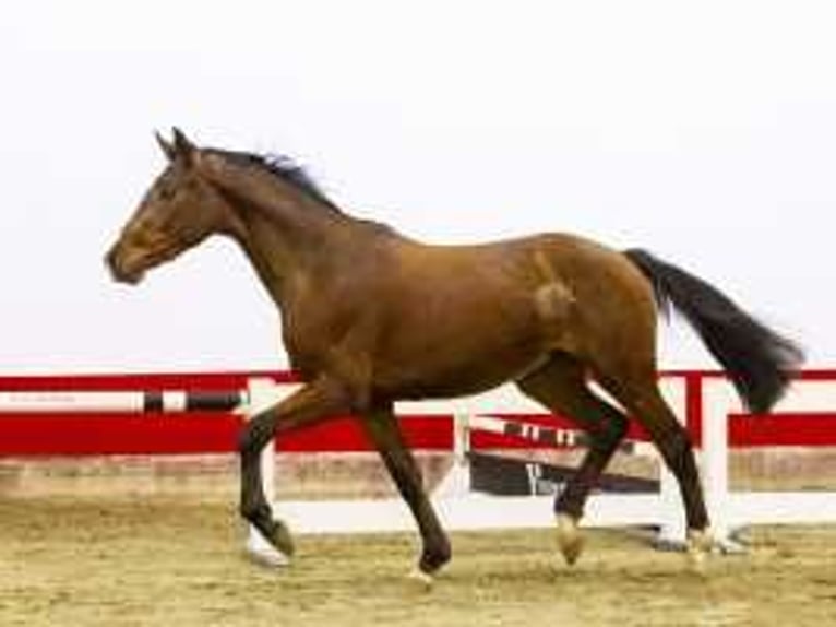 Belgian Warmblood Stallion 3 years 16 hh Brown in Waddinxveen