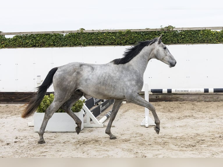 Belgian Warmblood Stallion 3 years 16 hh  in Waddinxveen