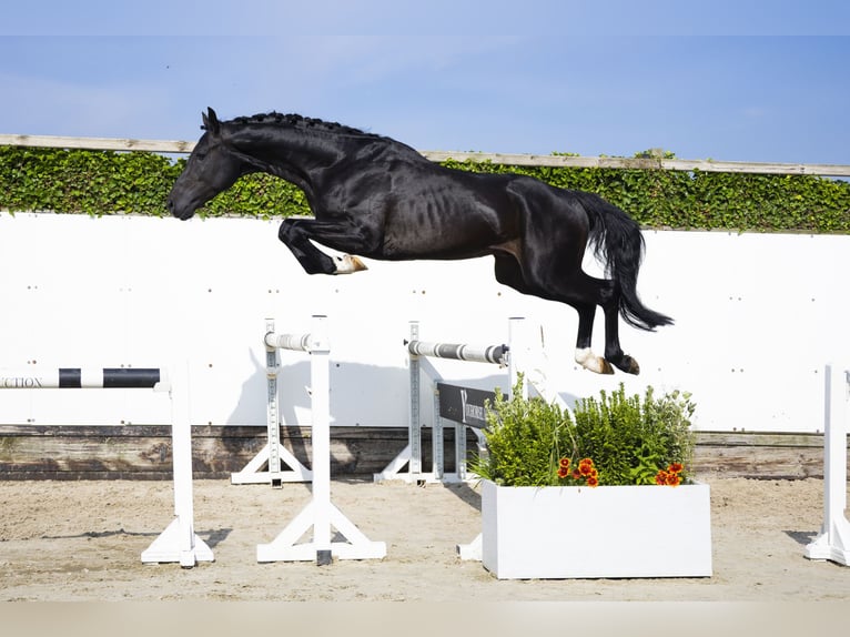 Belgian Warmblood Stallion 3 years 16,1 hh Bay-Dark in Waddinxveen