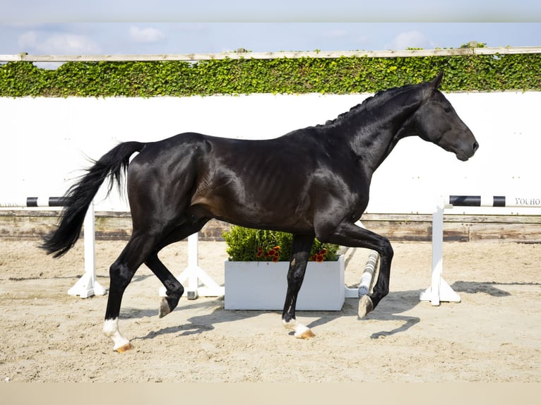 Belgian Warmblood Stallion 3 years 16,1 hh Bay-Dark in Waddinxveen