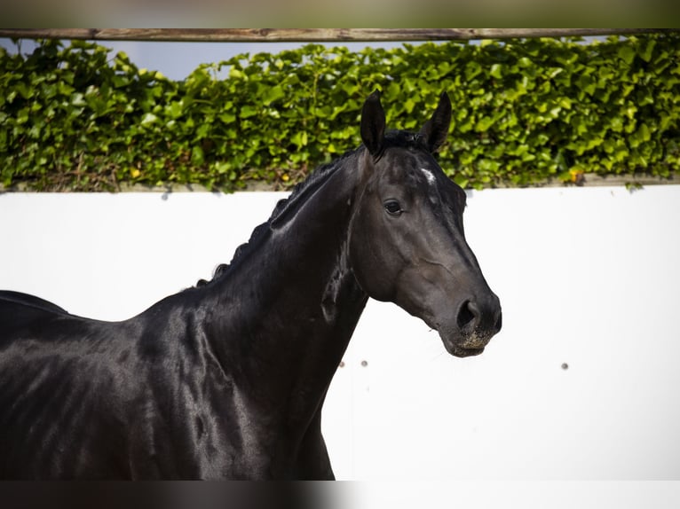 Belgian Warmblood Stallion 3 years 16,1 hh Bay-Dark in Waddinxveen