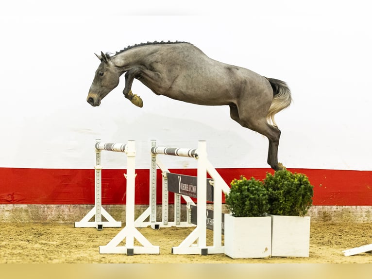 Belgian Warmblood Stallion 3 years 16,2 hh  in Waddinxveen