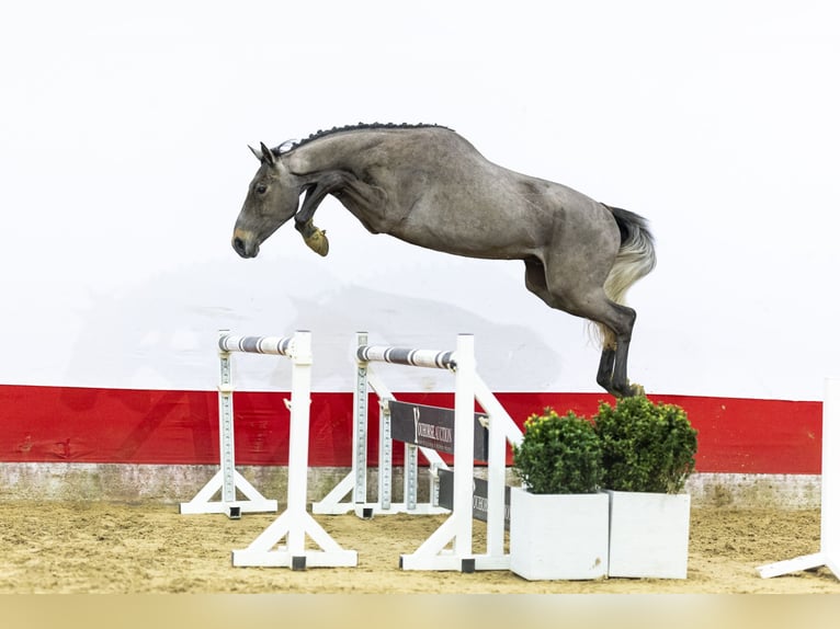Belgian Warmblood Stallion 3 years 16,2 hh  in Waddinxveen
