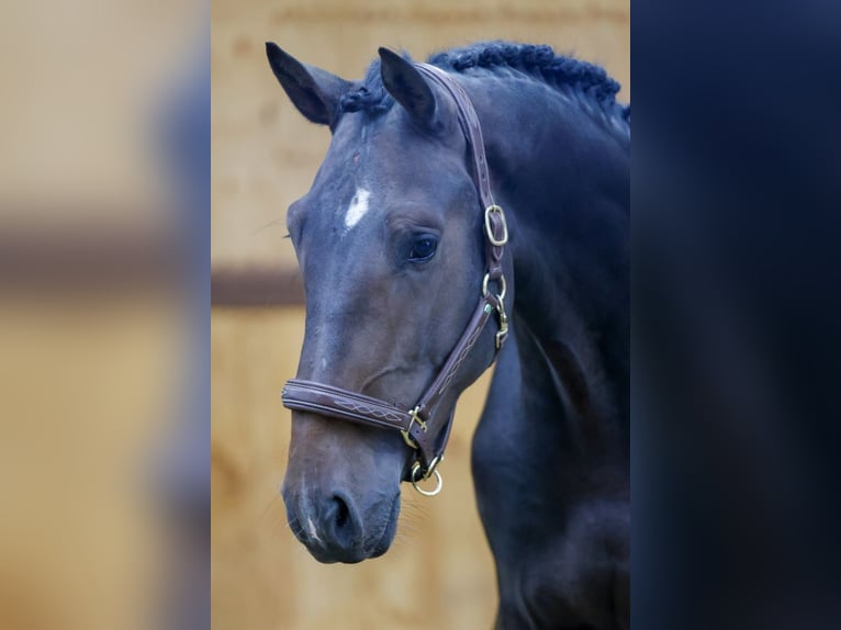 Belgian Warmblood Stallion 3 years 17 hh Bay-Dark in Kinrooi