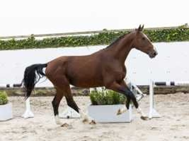 Belgian Warmblood Stallion 3 years 17 hh Brown in Waddinxveen