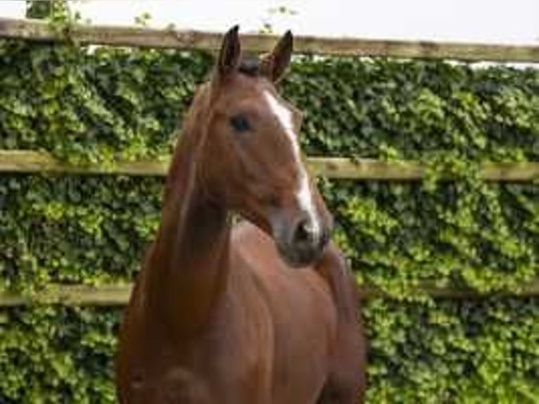 Belgian Warmblood Stallion 3 years 17 hh Brown in Waddinxveen