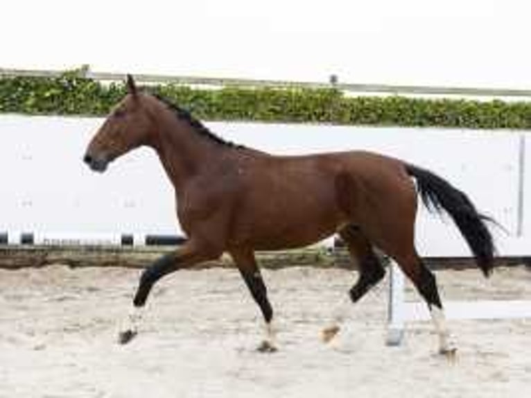 Belgian Warmblood Stallion 3 years 17 hh Brown in Waddinxveen