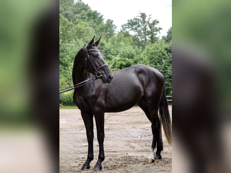 Belgian Warmblood Stallion 3 years Black in Kaarst