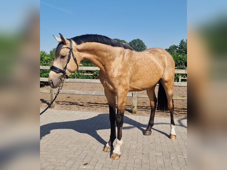 Belgian Warmblood Stallion 3 years Buckskin in Den Ham