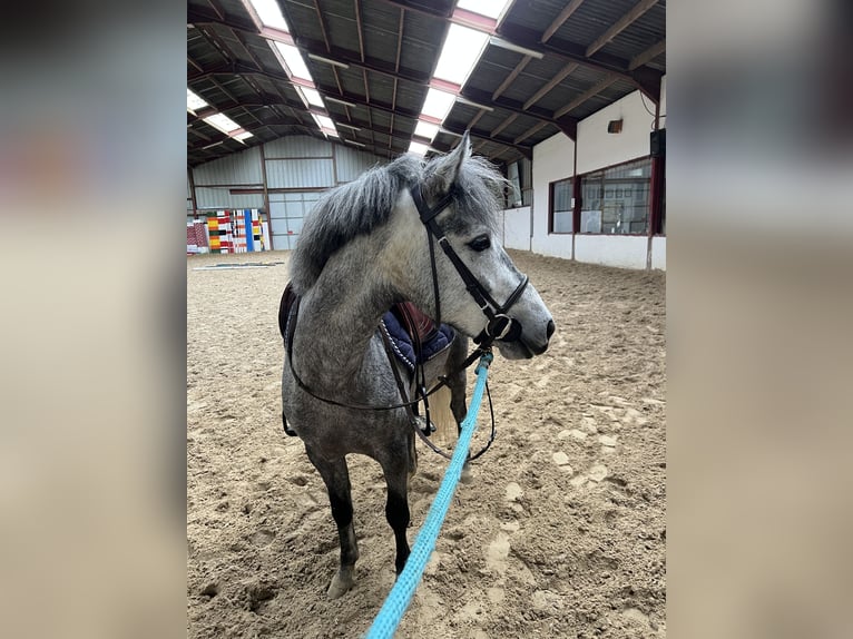 Belgian Warmblood Stallion 4 years 13,3 hh Grey-Dapple in hannut