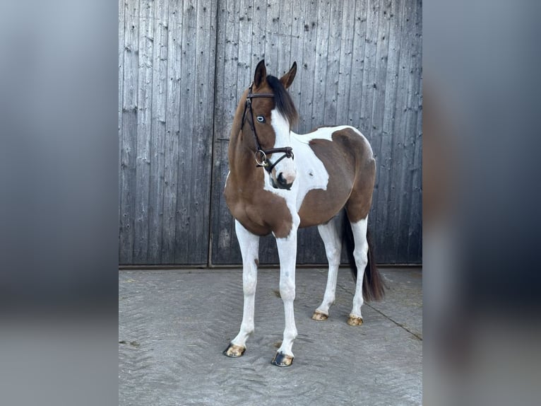 Belgian Warmblood Stallion 4 years 14 hh Pinto in Bladel
