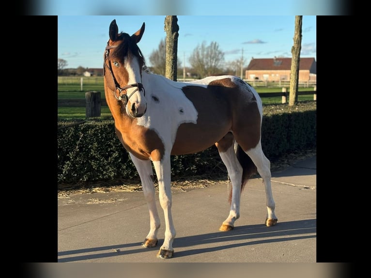 Belgian Warmblood Stallion 4 years 14 hh Pinto in Bladel