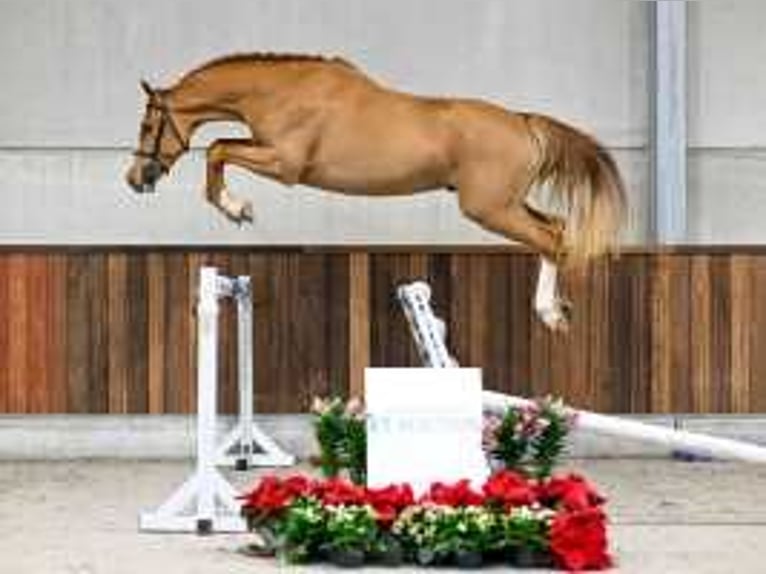 Belgian Warmblood Stallion 4 years 16,1 hh Chestnut in Sint-Niklaas