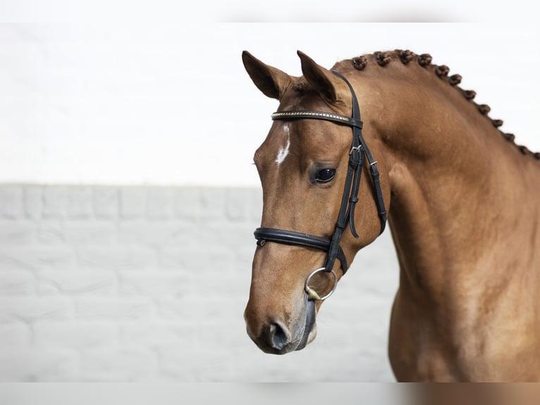 Belgian Warmblood Stallion 4 years 16.1 hh  in WK Heerde