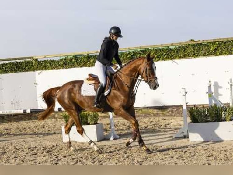 Belgian Warmblood Stallion 4 years 16,2 hh Chestnut-Red in Waddinxveen