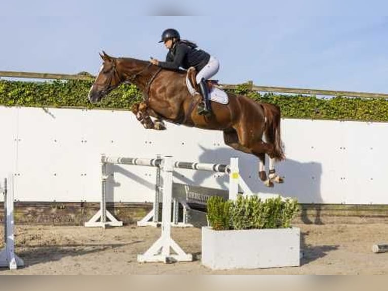 Belgian Warmblood Stallion 4 years 16,2 hh Chestnut-Red in Waddinxveen