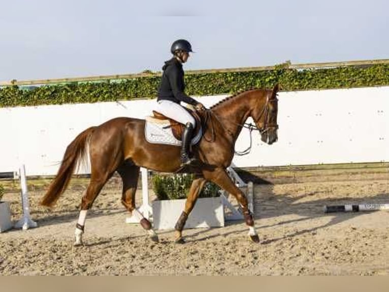 Belgian Warmblood Stallion 4 years 16,2 hh Chestnut-Red in Waddinxveen