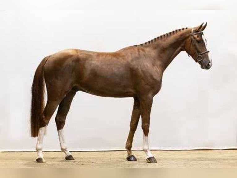 Belgian Warmblood Stallion 4 years 16,2 hh Chestnut-Red in Waddinxveen