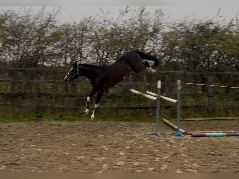 Belgian Warmblood Stallion 4 years 16 hh Bay-Dark in warwickshire