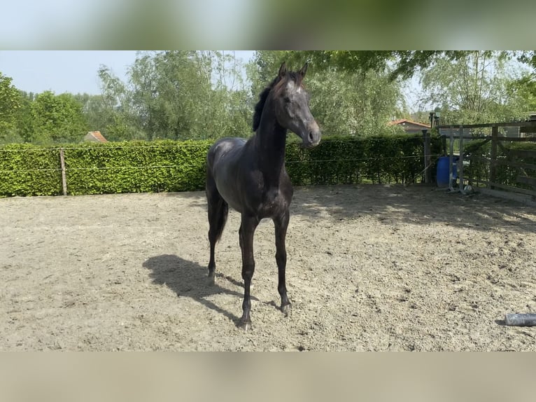 Belgian Warmblood Stallion 4 years 16 hh Grey in Oosterzele