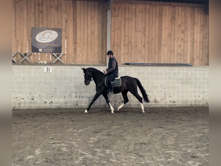 Belgian Warmblood Stallion 4 years 16 hh Smoky-Black in Agimont