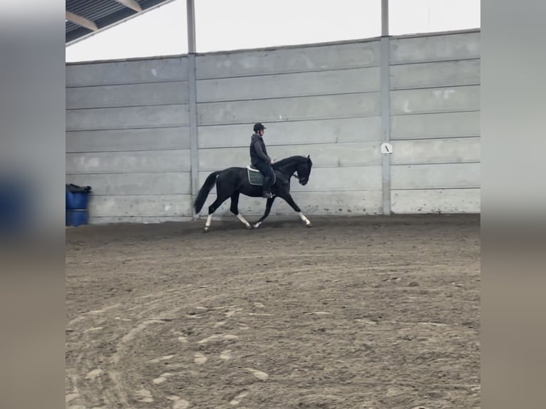 Belgian Warmblood Stallion 4 years 16 hh Smoky-Black in Agimont