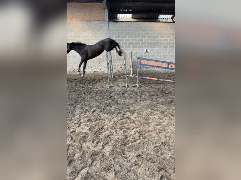 Belgian Warmblood Stallion 4 years 16 hh Smoky-Black in Agimont