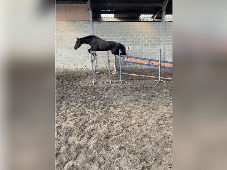 Belgian Warmblood Stallion 4 years 16 hh Smoky-Black in Agimont