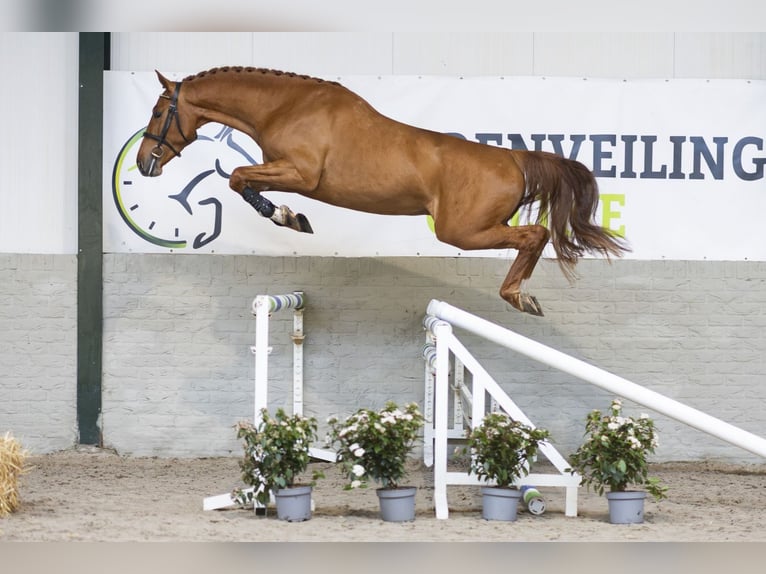 Belgian Warmblood Stallion 4 years 16,1 hh  in WK Heerde