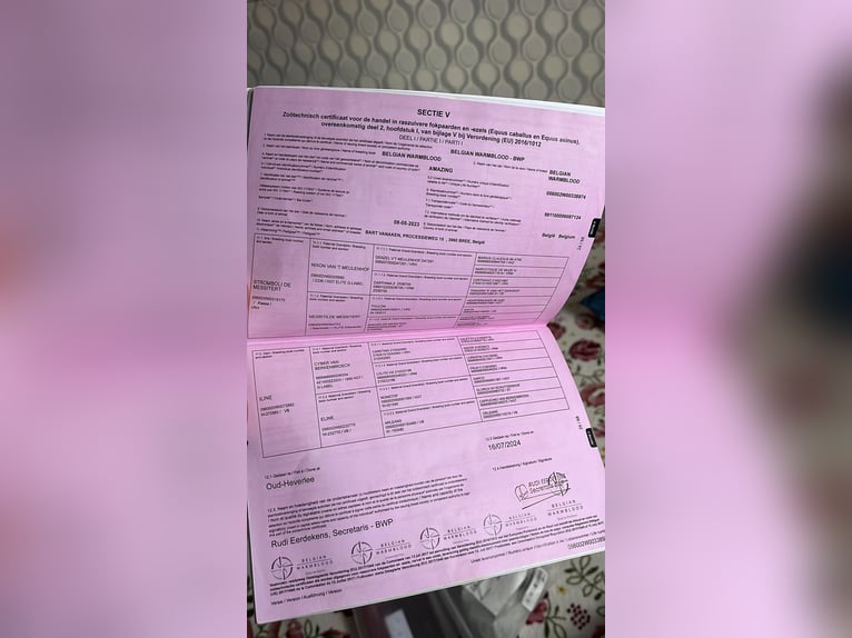 Belgian Warmblood Stallion 4 years 16,2 hh Black in Gyula