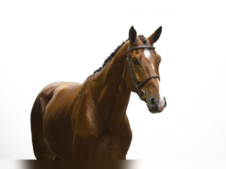 Belgian Warmblood Stallion 4 years 16,2 hh Brown in Waddinxveen