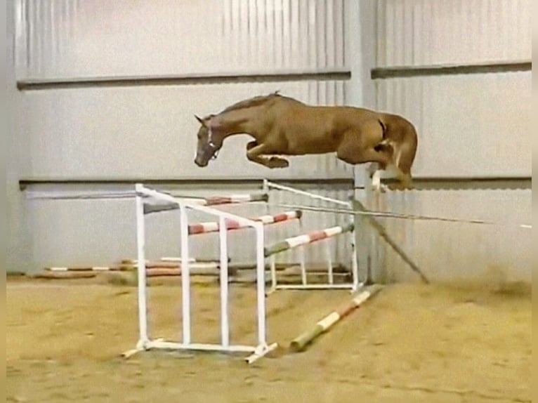 Belgian Warmblood Stallion 4 years 16,2 hh Chestnut-Red in Hódmezővásárhely