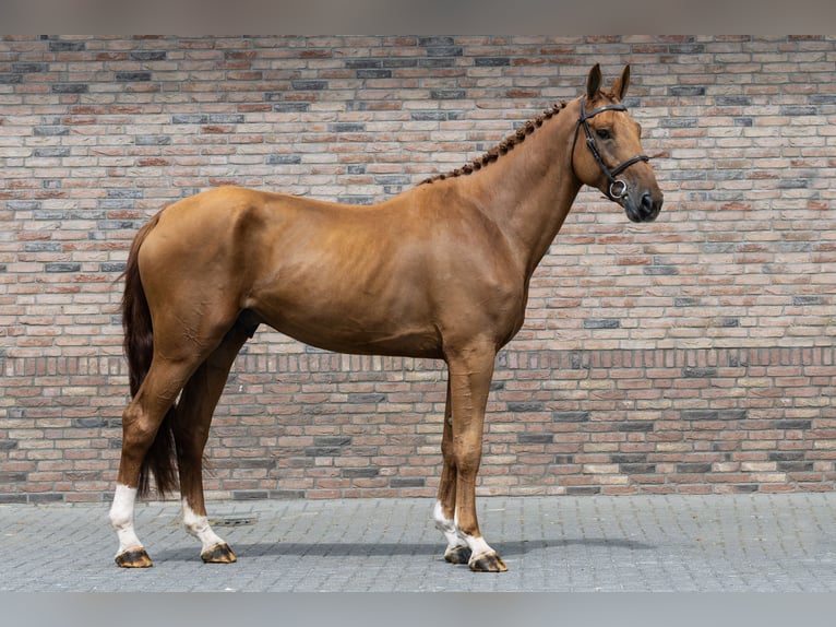 Belgian Warmblood Stallion 4 years 17,1 hh Chestnut-Red in Waddinxveen
