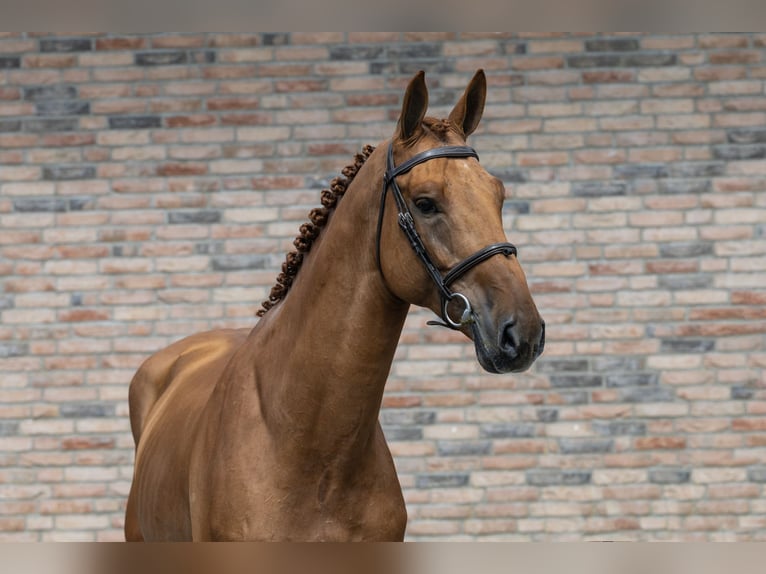Belgian Warmblood Stallion 4 years 17,1 hh Chestnut-Red in Waddinxveen