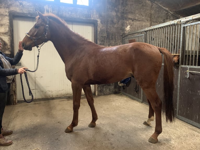 Belgian Warmblood Stallion 4 years Chestnut-Red in Kinrooi