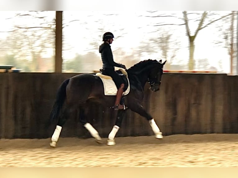 Belgian Warmblood Stallion 5 years 16,2 hh Smoky-Black in Neeritter