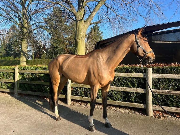Belgian Warmblood Stallion 5 years 16,2 hh Brown in GROTE-BROGEL