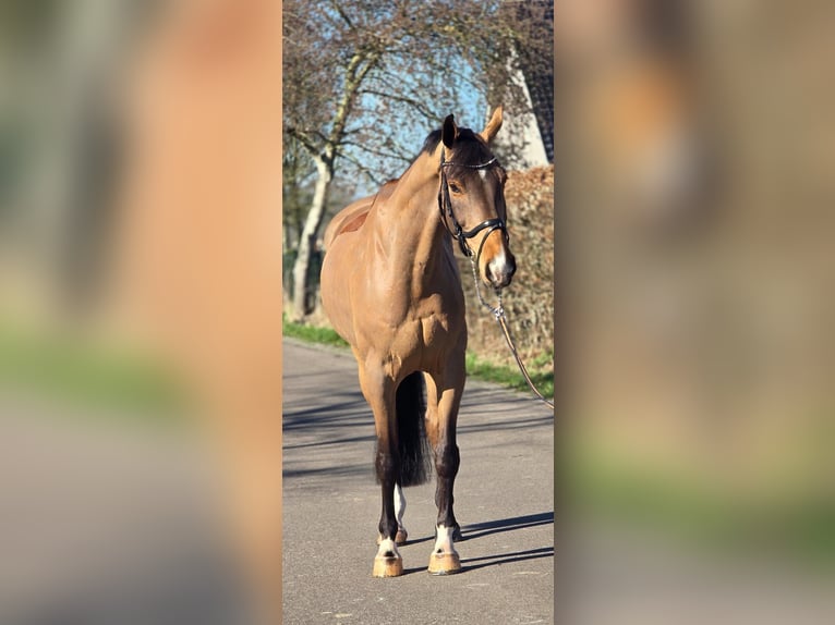 Belgian Warmblood Stallion 8 years 16,2 hh Brown-Light in Someren