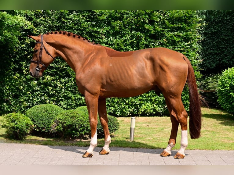Belgian Warmblood Stallion 8 years 16,2 hh Chestnut-Red in Bladel
