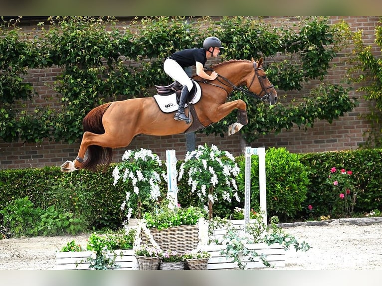 Belgian Warmblood Stallion 8 years 16,2 hh Chestnut-Red in Bladel