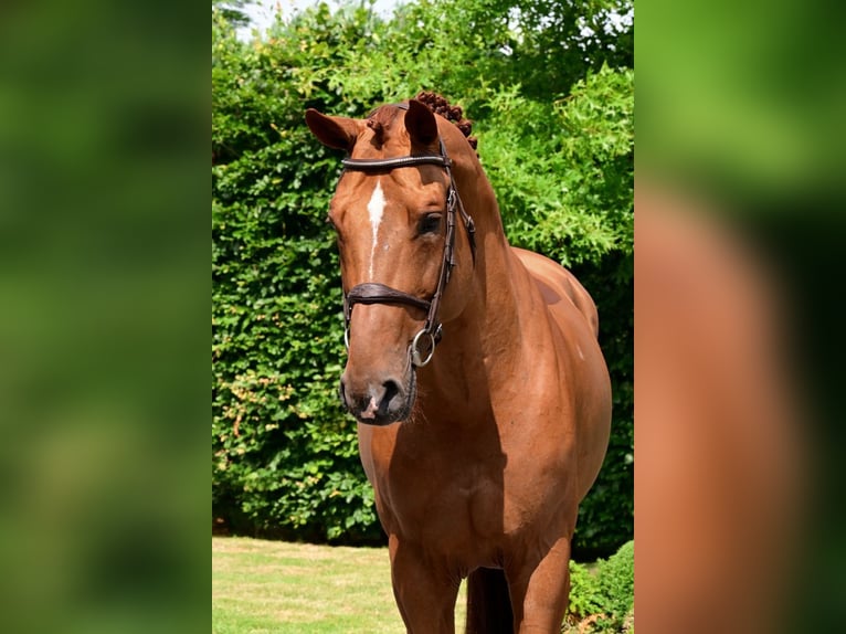 Belgian Warmblood Stallion 8 years 16,2 hh Chestnut-Red in Bladel