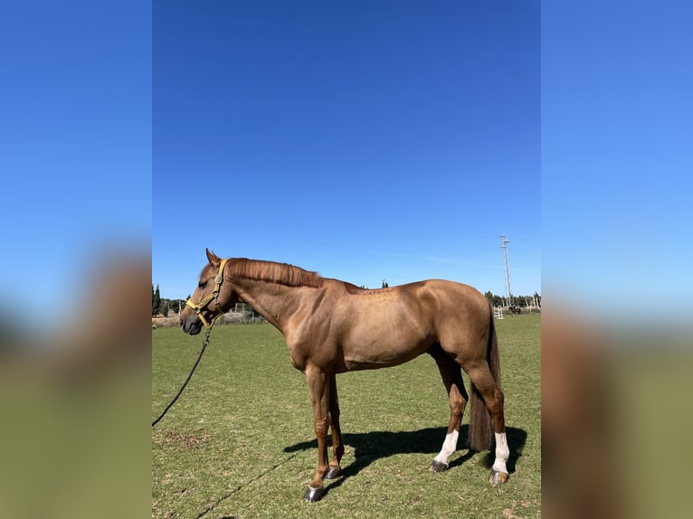 Belgian Warmblood Stallion 9 years 16,2 hh Chestnut in Prague