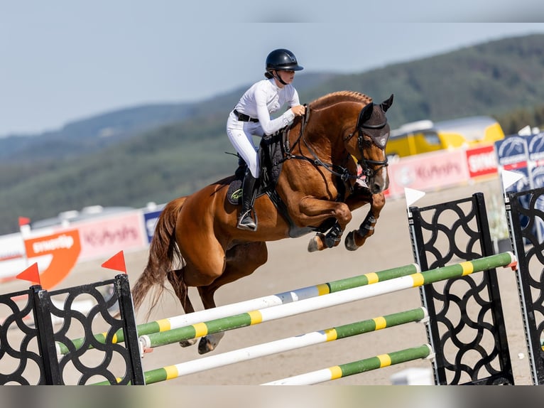 Belgian Warmblood Stallion 9 years 16,2 hh Chestnut in Prague