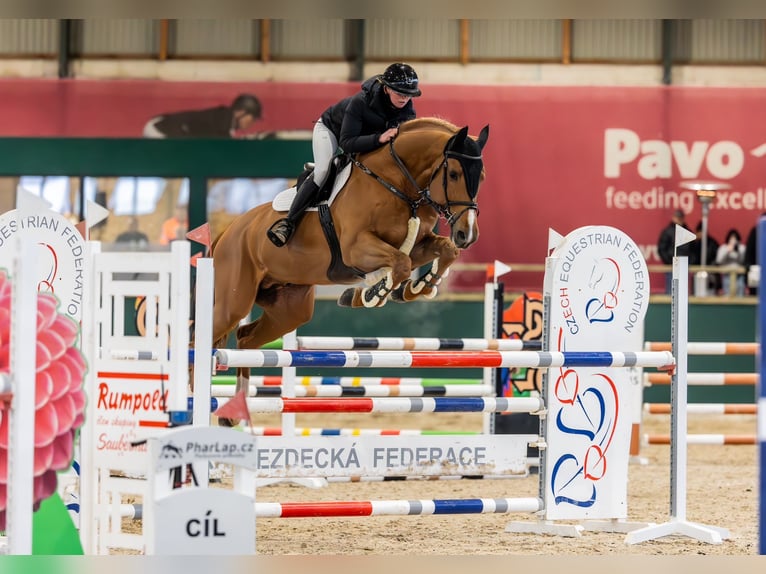 Belgian Warmblood Stallion 9 years 16,2 hh Chestnut in Prague